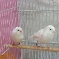 یک جفت قناری آماده وایت فاکتوراورجینال