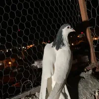 نر یال سیاه|پرنده|کرمان, |دیوار