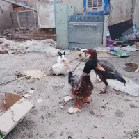 خرگوش نزاد دار لپ|موش و خرگوش|آبیک, |دیوار