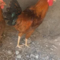 خروس بومی