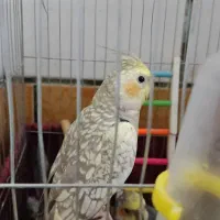 پرنده انواع عروس هلندی..|پرنده|کارون, |دیوار