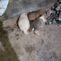 توله سگ پاکوتاه