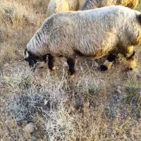 بره نر  تخت کم‌دمبه