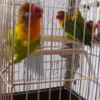 طوطی برزیلی|پرنده|دزفول, |دیوار