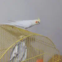 عروس هلندی نرمولد