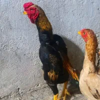 مرغ و خروس کوشاما اصیل|حیوانات مزرعه|تهران, خاوران|دیوار