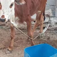 گوساله نر|حیوانات مزرعه|قشم, |دیوار