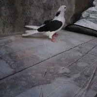 کبوتر پشت دار