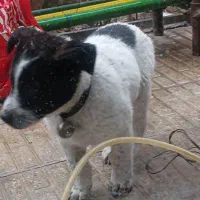 سگ نگهبان زیبا