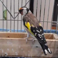 معاوضه سهره با قناری