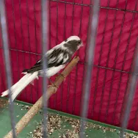 ماهی و پرنده