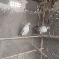 پرشی حسابی|پرنده|ساوه, |دیوار