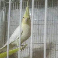 عروس هلندی بالغ