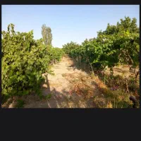 باغچه و باغ|فروش خانه و ویلا|نوشین شهر, |دیوار