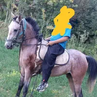 اسب اصیل کرد