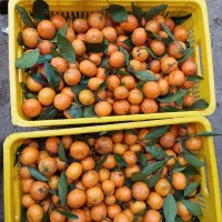 فروش نارنگی|خوردنی و آشامیدنی|کلاچای, |دیوار