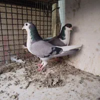 نر و ماده دمگیر|پرنده|اصفهان, دانشگاه اصفهان|دیوار