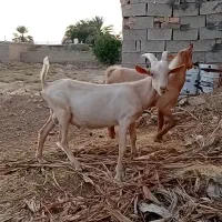 بزغاله نر سانن کهره