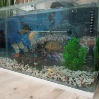 ماهی اسکار و سیلور دالر|ماهی|فردوسیه, |دیوار