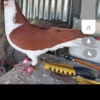 60عدد رنگی هوایی