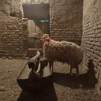 فروش یک عدد بره نر