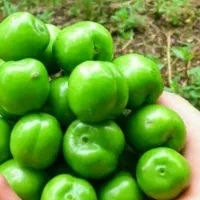 پیشفروش نهال گوجه سبز نخجوان لیبل دار
