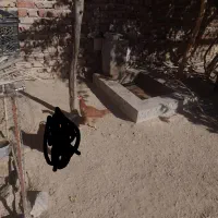 فوری|حیوانات مزرعه|خاش, |دیوار