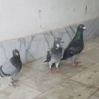 کفتر جفت سبز