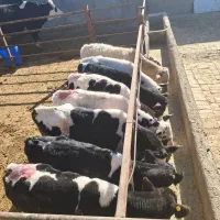 گوساله نر هلشتاین شیر گرفته