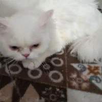 گربه بازیگوش جنسیت ماده