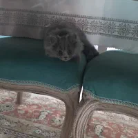 گربه اسکاتیش آنفولد