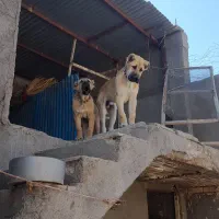 توله نژاد دار|سگ|نیشابور, خط کاشمر|دیوار