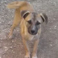 سگ پاکوتاه|سگ|گنبد کاووس, |دیوار