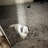 واگذاری رایگان|سگ|رامسر, |دیوار