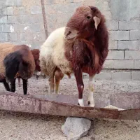حیوانات‌مزرعه
