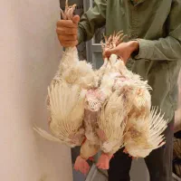 مرغ و خروس|حیوانات مزرعه|قم, دروازه ری|دیوار