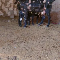 بز دوبهر پاکستانی|حیوانات مزرعه|جهرم, |دیوار