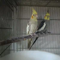 چن عدد عروس هلندی تک نر و ماده بالغ|پرنده|قم, نوبهار|دیوار