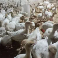 جوجه بوقلمون بیوتی۲۶روزه و جوجه مرغ گلپایگان۴روزه