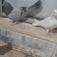 ۴عدد کبوتر|پرنده|شهرکرد, |دیوار