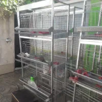 قفس مرغ تخمگذار
