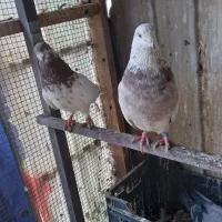 کفتر|پرنده|قم, چهار مردان|دیوار