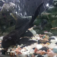 ماهی آکواریومی لجنخوار