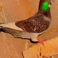 کفتر|پرنده|مود, |دیوار