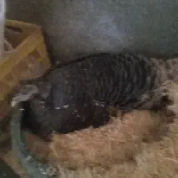 یک عدد بوقلمون کرچ