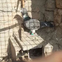 کبوتر دم سفید