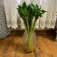 گل بامبو لوتوس ابی