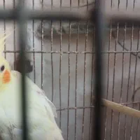 عروس هلندی نر