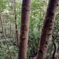 فروش چوب پالونیا