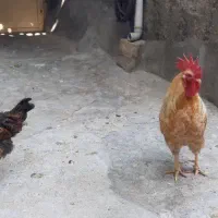 مرغ و خروس
